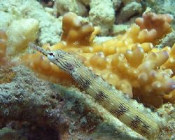 Pipefish at Sipadan by Alex Lim 